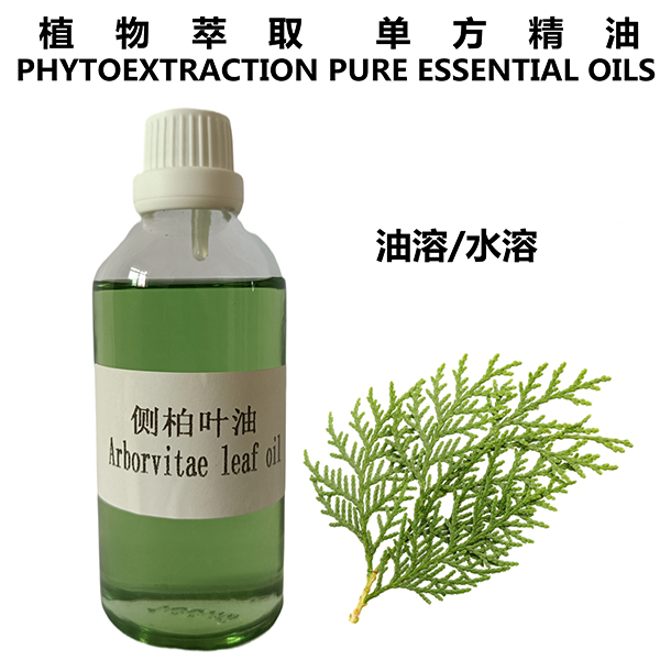 侧柏叶油